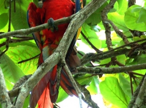 Photo of The Delfin Beachfront Resort, Playa Bejuco, Costa Rica